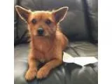 Adopt Red a Norwich Terrier Terrier