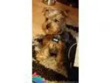 Reg. Yorkie Puppies after xmas special