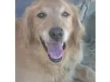 Adopt Bear a RedGoldenOrangeCh estnut Golden Retriever  Mixed do