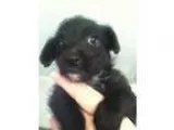 Adopt Eros a Cairn Terrier Terrier