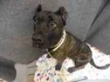 Adopt SHEBA a Presa Canario