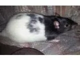 Adopt Dylan a Rat