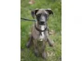 Adopt Star a Black - with White Pit Bull Terrier  Mixed dog in H