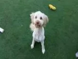 SonnyBoy - Male Rat TerrierChihuahua Mix