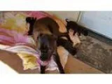 Adopt Barron a Cane Corso Mastiff