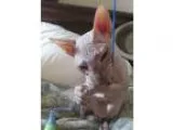 Peterbald (russian sphynx) kit