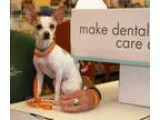 Adopt Mikey a Italian Greyhound