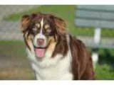 Adopt Watson a RedGoldenOrangeCh estnut - with White Australian 