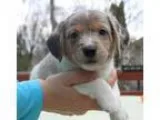 Adopt Bounder D160321 a Merle Beagle  Australian Shepherd  Mixed