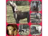 Adopt LENORE a Weimaraner