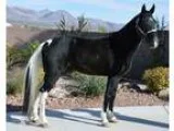 Smooth Safe Beginner Gaited Trail Horse