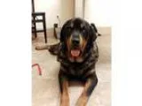 Adopt Andrew a Black - with Tan Yellow or Fawn Rottweiler  Germa