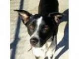 Adopt GretchenAdopted a Spaniel