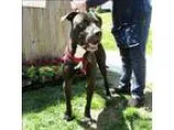 Adopt Frankie Baby a Great Dane Pit Bull Terrier