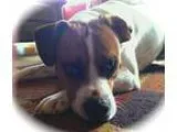 Adopt Laze a Boxer Terrier