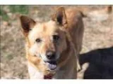 Adopt Cowboy Joe a Australian Cattle Dog (Blue Heeler) Siberian 