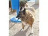 Adopt Liza a German Shepherd Dog