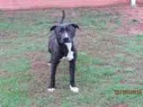 Adopt A073341 a Pit Bull Terrier  Mixed dog in Grovetown GA (146