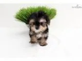 Bella - Teddy Bear Face Teacup Morkie