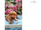 Irish Retriever puppy