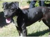 Male Australian Blue Heeler