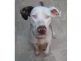 Adopt Bluebelle a Catahoula Leopard Dog