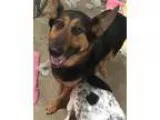 Adopt Peyton a BrownChocolate - with White German Shepherd Dog  