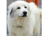 Adopt Annie in PA a Great Pyrenees