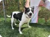 Adopt Margo a Black - with White Boston Terrier  Mixed dog in Ma