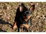 Adopt Ruby a Black - with Tan Yellow or Fawn Miniature Pinscher 