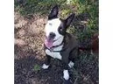 Adopt BESSIE a Border Collie Siberian Husky