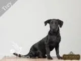 Adopt Trey Fully Sponsored a Black Basset Hound  Mixed dog in Ot