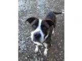 Adopt Max2 a Boxer