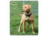 Adopt Garrett a Labrador Retriever  Mixed dog in Batavia OH (152