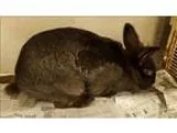 Adopt Brooke a Jersey Wooly