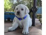 Blue Collar
