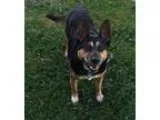Mary - Female Labrador Retriever Mix