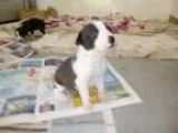 Adopt Jumanji a Black - with Tan Yellow or Fawn Miniature Pinsch