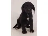 Adopt Frankie a Beagle Husky