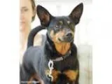 Adopt Sarge a Miniature Pinscher