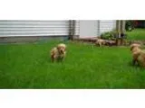 Zistic golden retrieve puppies ready now