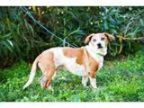 Adopt Chaparro a Beagle Dachshund