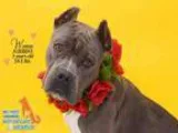 Adopt WONTON a American Pit Bull Terrier  Mixed dog in Fort Laud