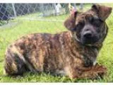 Adopt Oppossum a Catahoula Leopard Dog Labrador Retriever