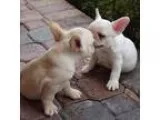 exciting MF french bulldog puppies for sale