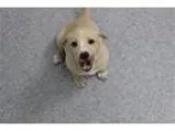 Golden Retriever Puppies
