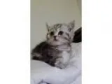 Diwjfh Munchkin kittens for all