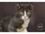 Adopt Trillium a Black and White or Tuxedo Domestic Shorthair (s