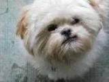 Adopt EBI a White - with Tan Yellow or Fawn Shih Tzu  Mixed dog 