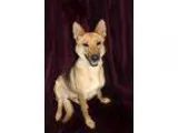 Adopt Zoom Zoom a German Shepherd Dog
